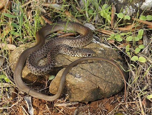 Balkan whip snake